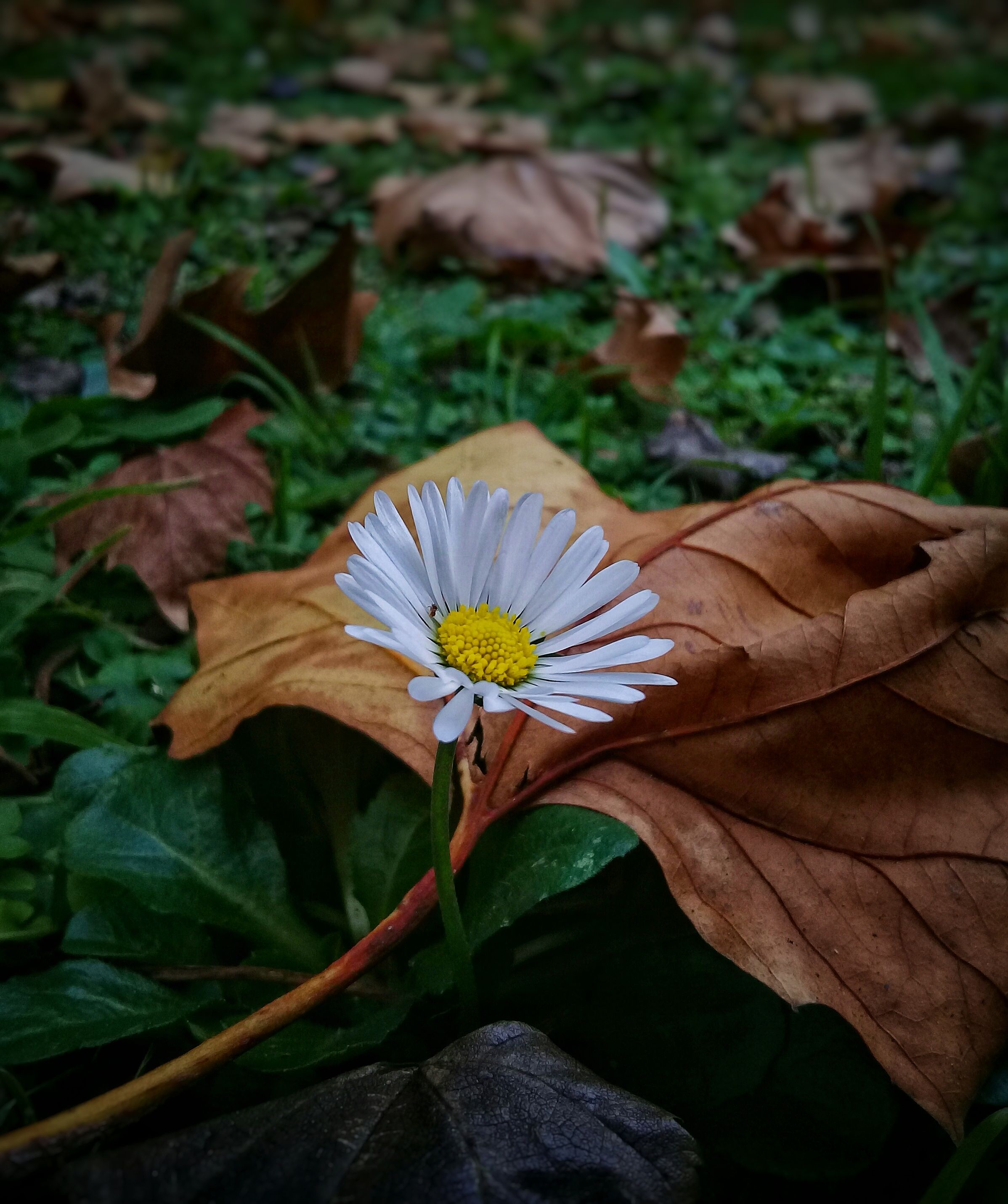 Flor de foto