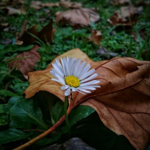 Flor de foto