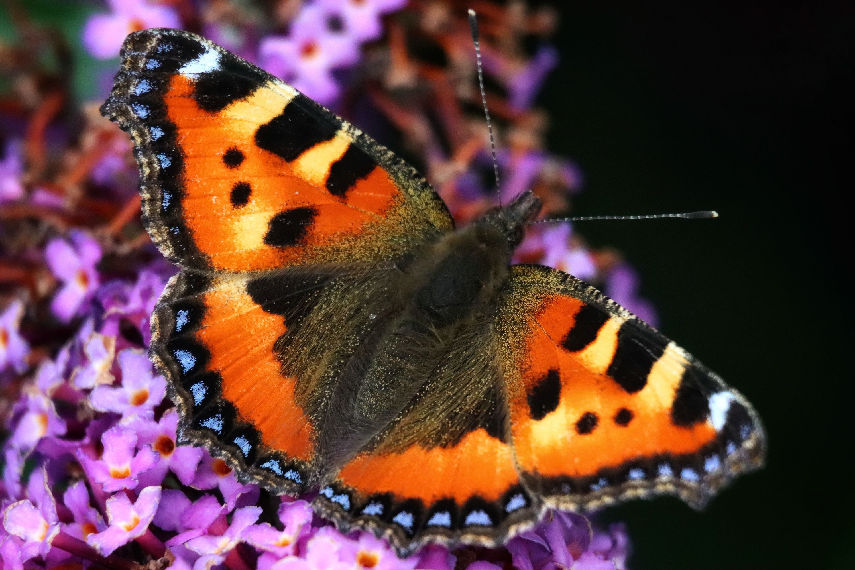 Aglais urticae