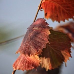 Podzimní barvy