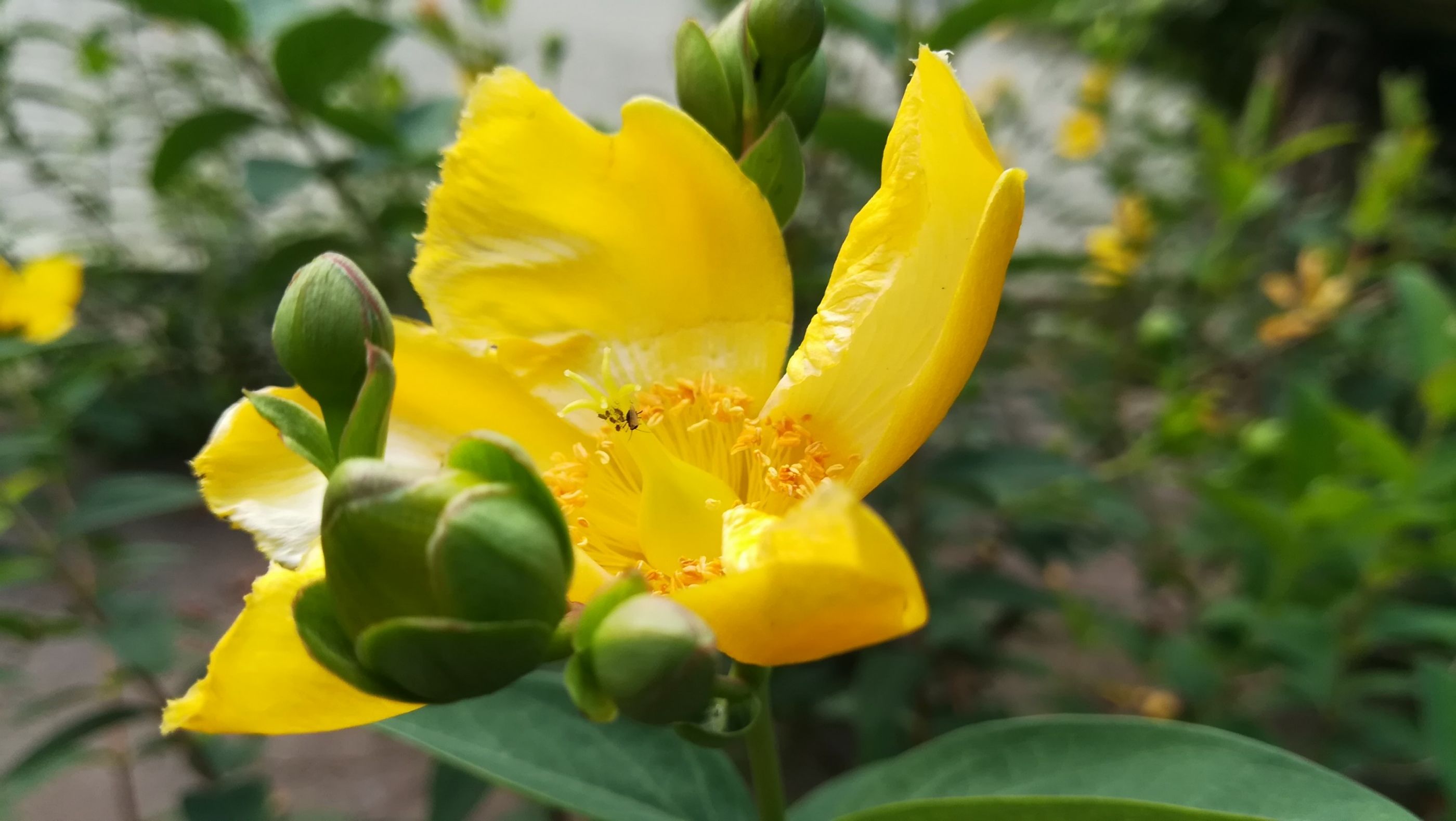 Famigliola sul fiore