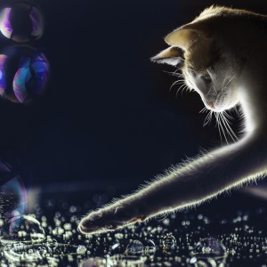 The cat and the bubbles
